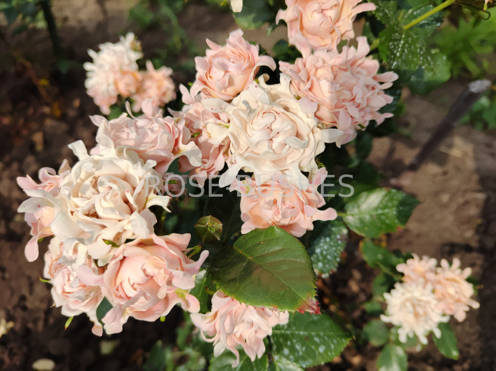 ���� ������. Sweet Ruffles. (�����, ����.) 